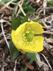 Ranunculus nivalis