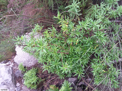 Osmitopsis osmitoides