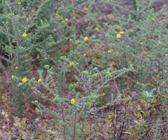 Centromadia parryi australis