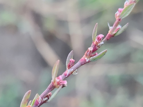 Caspian Knotweed