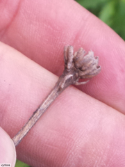 Osmitopsis osmitoides