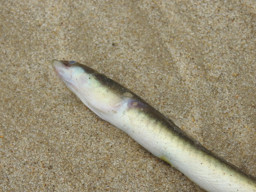 American Eel