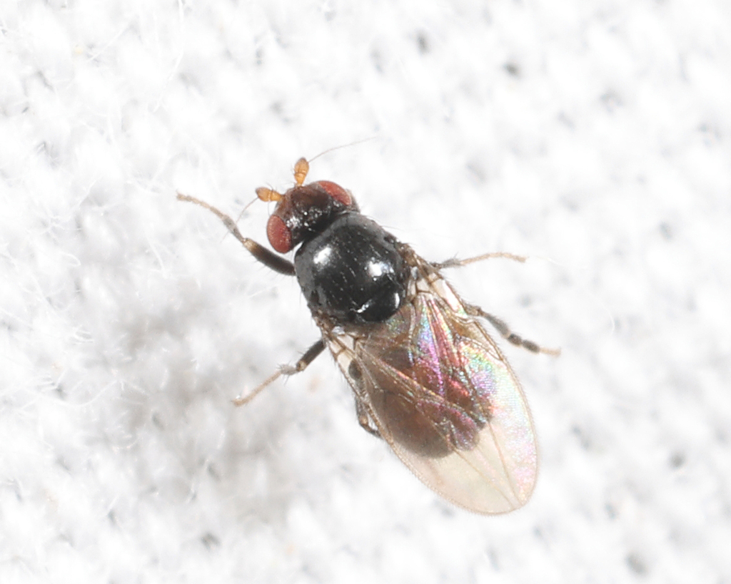 Bitheca