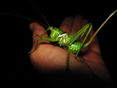 Neobarrettia spinosa