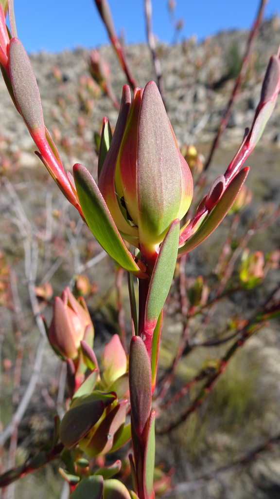 Visgat Conebush