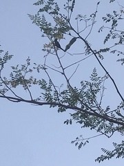 Cinnyris pulchellus
