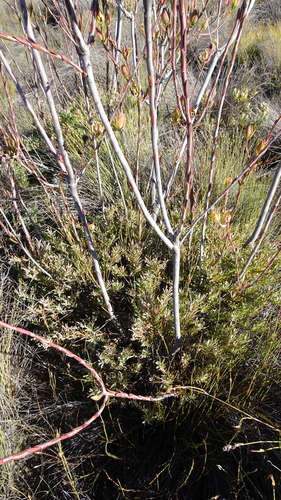 Image of Leucadendron diemontianum by (c) Paul Emms, some rights reserved (CC BY-SA)