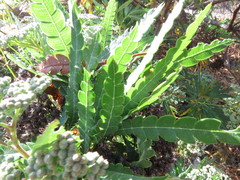Lyonothamnus floribundus