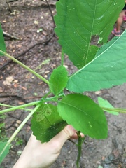 Impatiens pallida