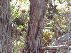 Lyonothamnus floribundus