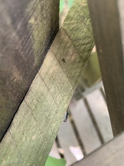 Camponotus novogranadensis