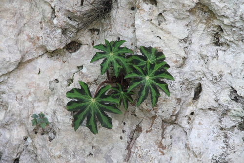 Begonia heracleifolia