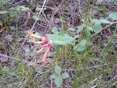 Lonicera arizonica
