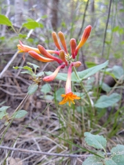 Lonicera arizonica
