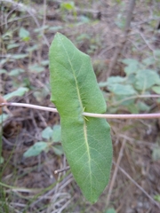 Lonicera arizonica