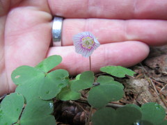 Oxalis montana image