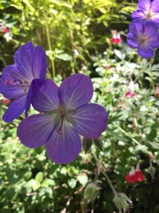 Geranium sanguineum