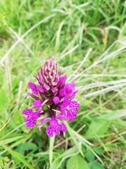 Dactylorhiza maculata