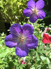 Geranium sanguineum