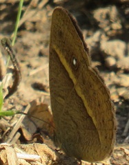 Brakefieldia perspicua