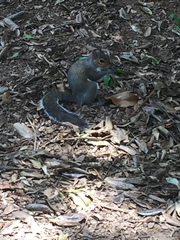 Sciurus carolinensis