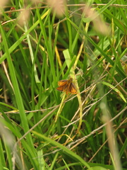 Ancyloxypha melanoneura