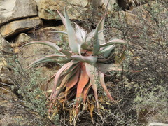 Aloe comosa