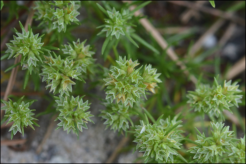 Scleranthus annuus iNat (1)