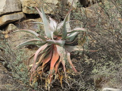 Aloe comosa