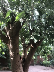 Angiospermae