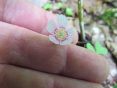 Oxalis montana image