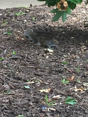 Sciurus carolinensis