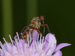 Empis variegata