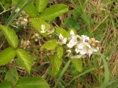 Rubus floribundus
