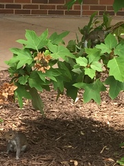 Sciurus carolinensis