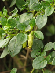 Salpichroa tristis