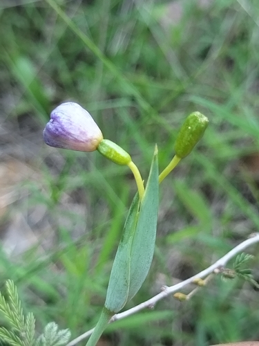 Alophia intermedia (Alophia intermedia)