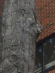 Sciurus carolinensis