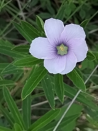 Turnera coerulea, photograph 4