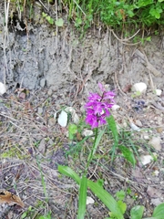 Dactylorhiza saccifera