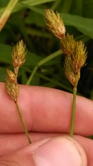 Carex suberecta