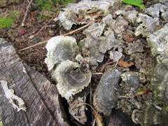 Trametes versicolor image