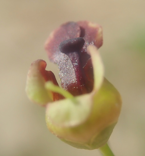 Nariuotasis bervidis nuotrauka