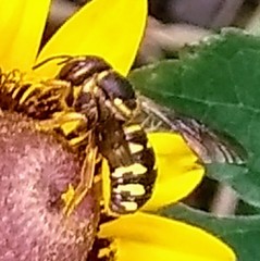 Dianthidium