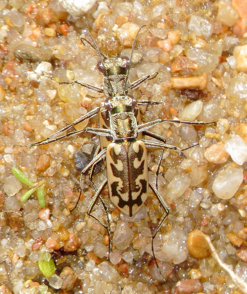 Coppery Tiger Beetle