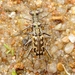 Coppery Tiger Beetle - Photo (c) Bill Carrell, some rights reserved (CC BY-NC-ND), uploaded by Bill Carrell