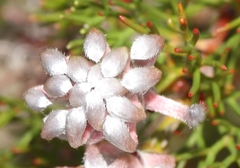 Serruria gremialis