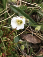 Cerastium nigrescens