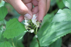 Govenia liliacea
