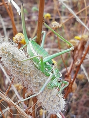 Steropleurus pseudolus